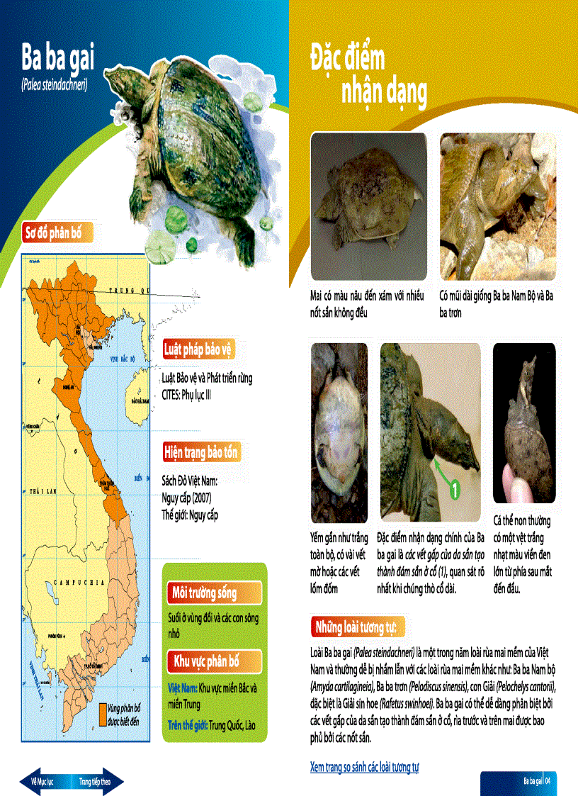 Sách hướng dẫn thi hành luật về định dạng Các loài rùa cạn và rùa nước ngọt Việt Nam