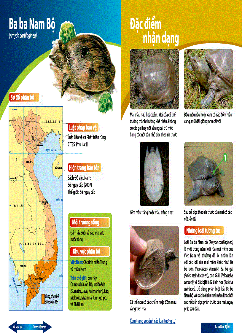 Sách hướng dẫn thi hành luật về định dạng Các loài rùa cạn và rùa nước ngọt Việt Nam