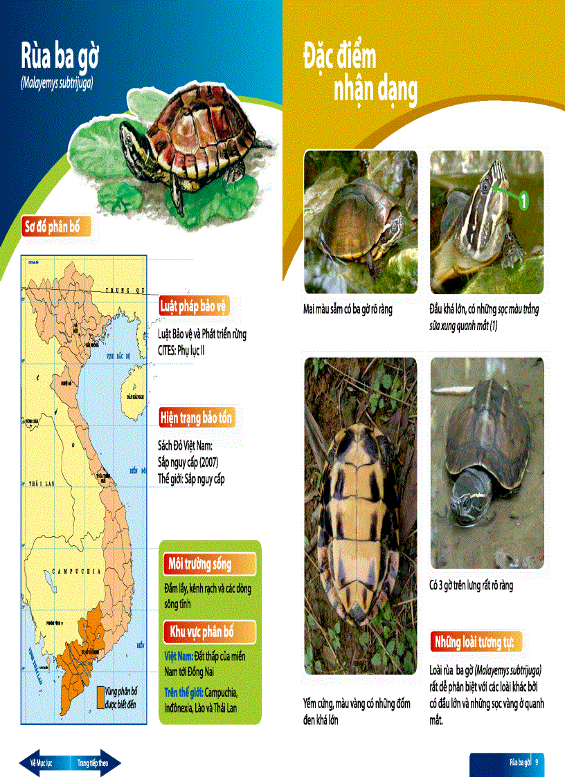 image for page Sách hướng dẫn thi hành luật về định dạng Các loài rùa cạn và rùa nước ngọt Việt Nam