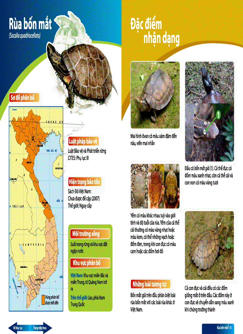 image for page Sách hướng dẫn thi hành luật về định dạng Các loài rùa cạn và rùa nước ngọt Việt Nam