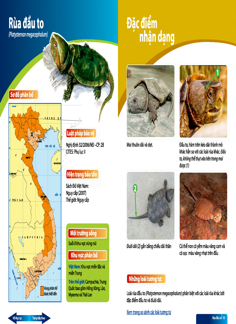 image for page Sách hướng dẫn thi hành luật về định dạng Các loài rùa cạn và rùa nước ngọt Việt Nam