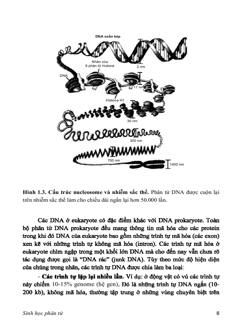 image for page SINH HỌC PHÂN TỬ PGS TS nguyễn hoàng lộc