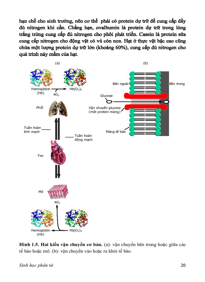 image for page SINH HỌC PHÂN TỬ PGS TS nguyễn hoàng lộc