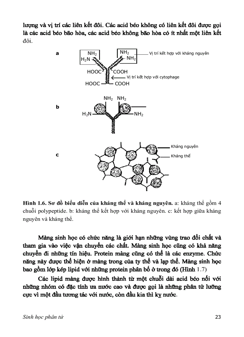 image for page SINH HỌC PHÂN TỬ PGS TS nguyễn hoàng lộc