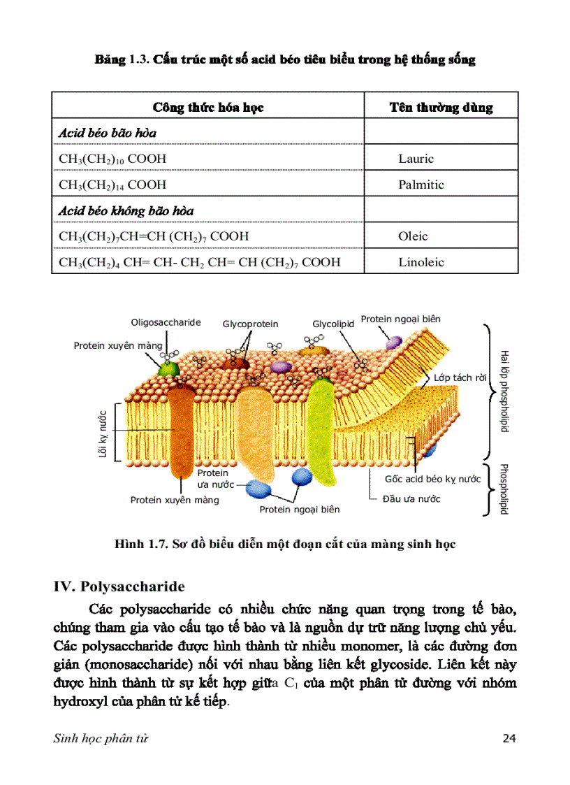 image for page SINH HỌC PHÂN TỬ PGS TS nguyễn hoàng lộc