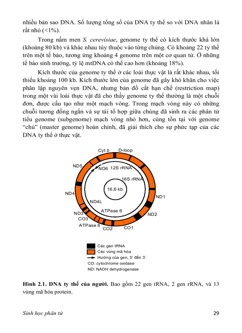 image for page SINH HỌC PHÂN TỬ PGS TS nguyễn hoàng lộc
