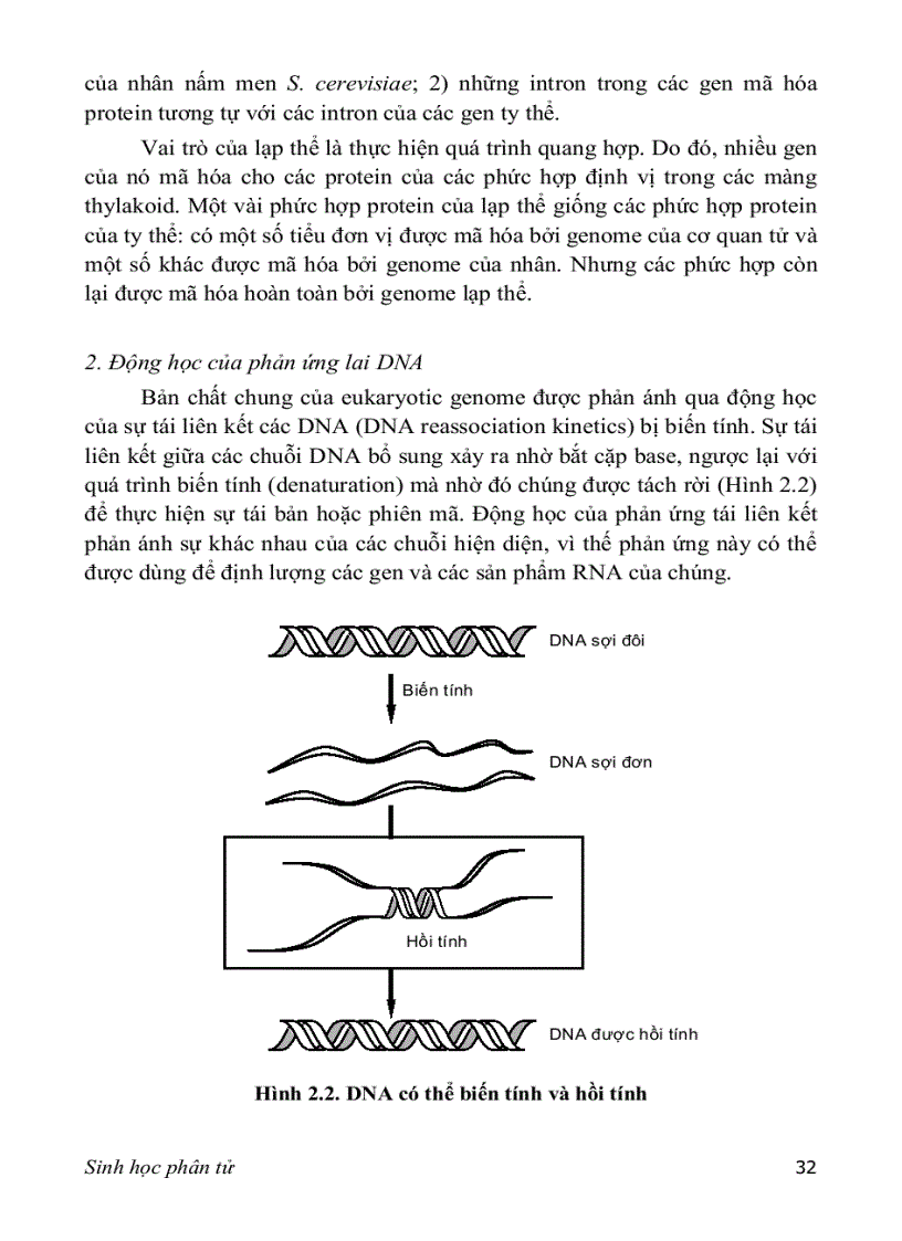 image for page SINH HỌC PHÂN TỬ PGS TS nguyễn hoàng lộc