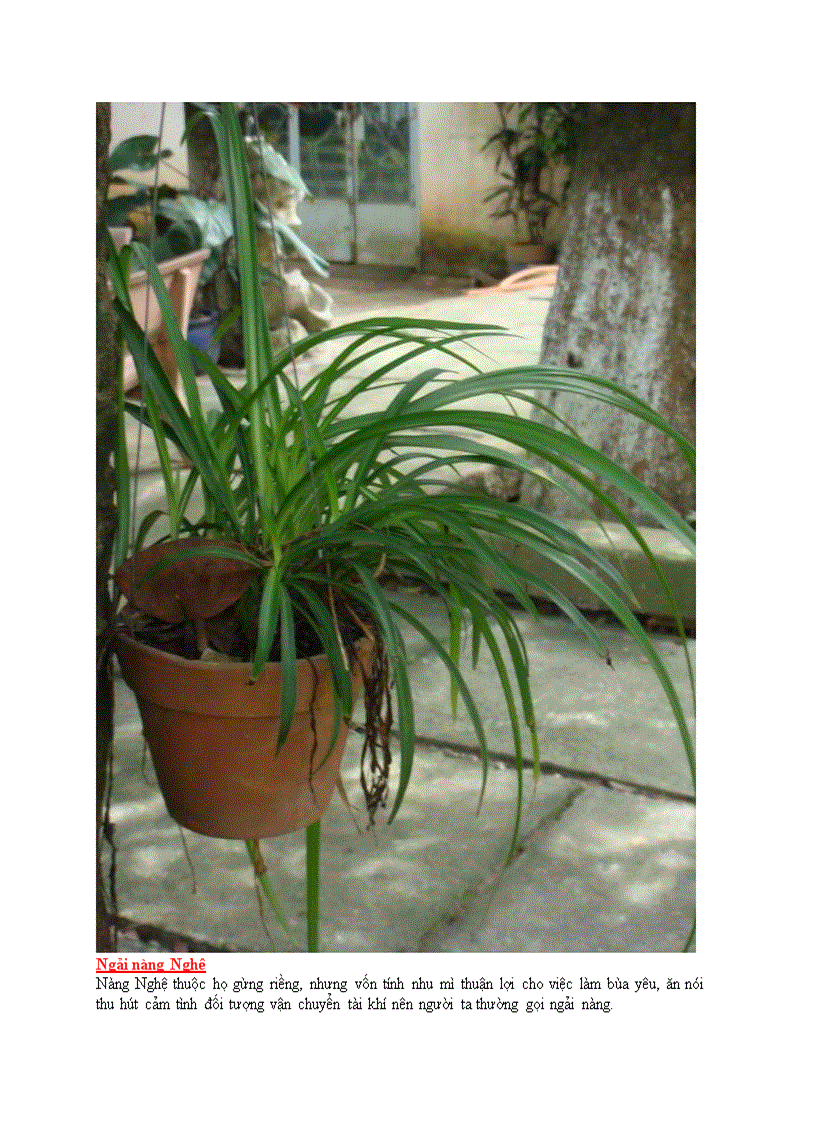 image for page Tìm hiểu về Bùa ngải