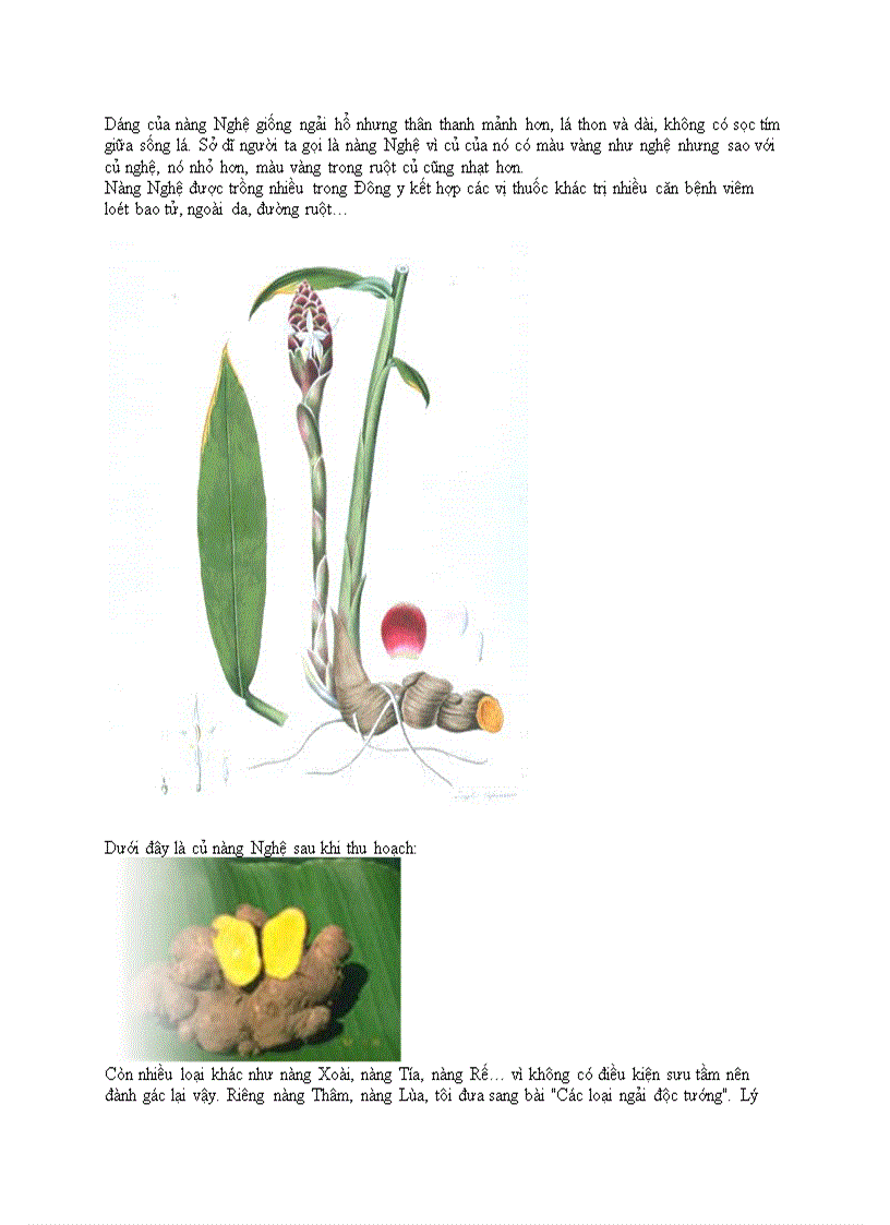 image for page Tìm hiểu về Bùa ngải