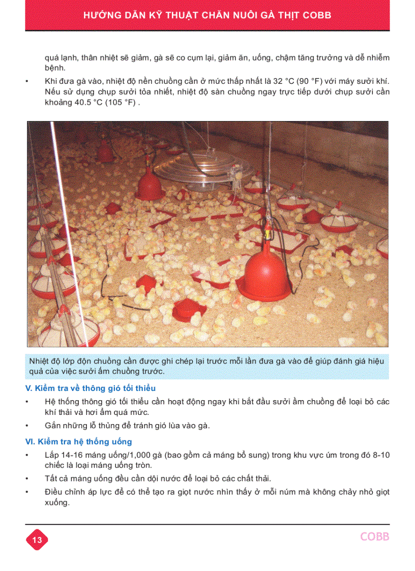 image for page Hướng dẫn kỹ thuật Chăn nuôi gà thịt Cobb