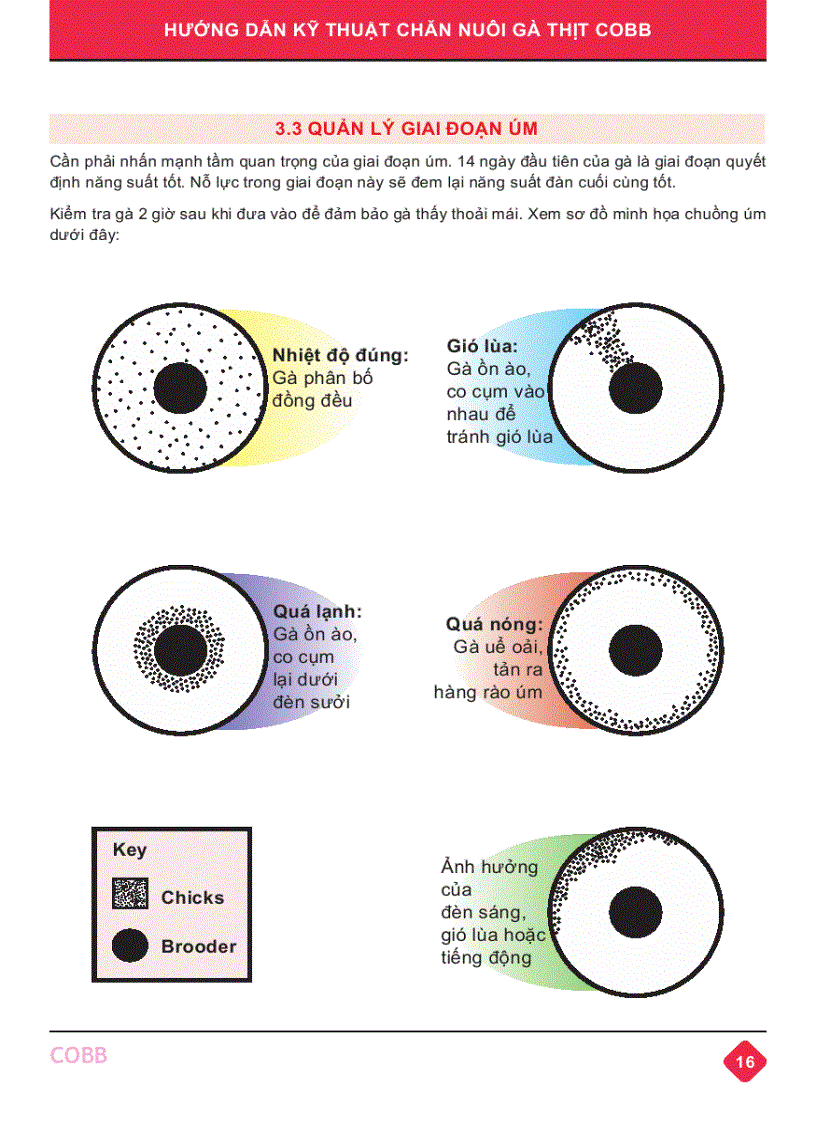 image for page Hướng dẫn kỹ thuật Chăn nuôi gà thịt Cobb