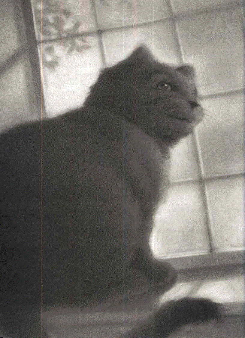 image for page Ebook The Story of a Seagull and the Cat Who Taught Her To Fly Luis Sepulveda