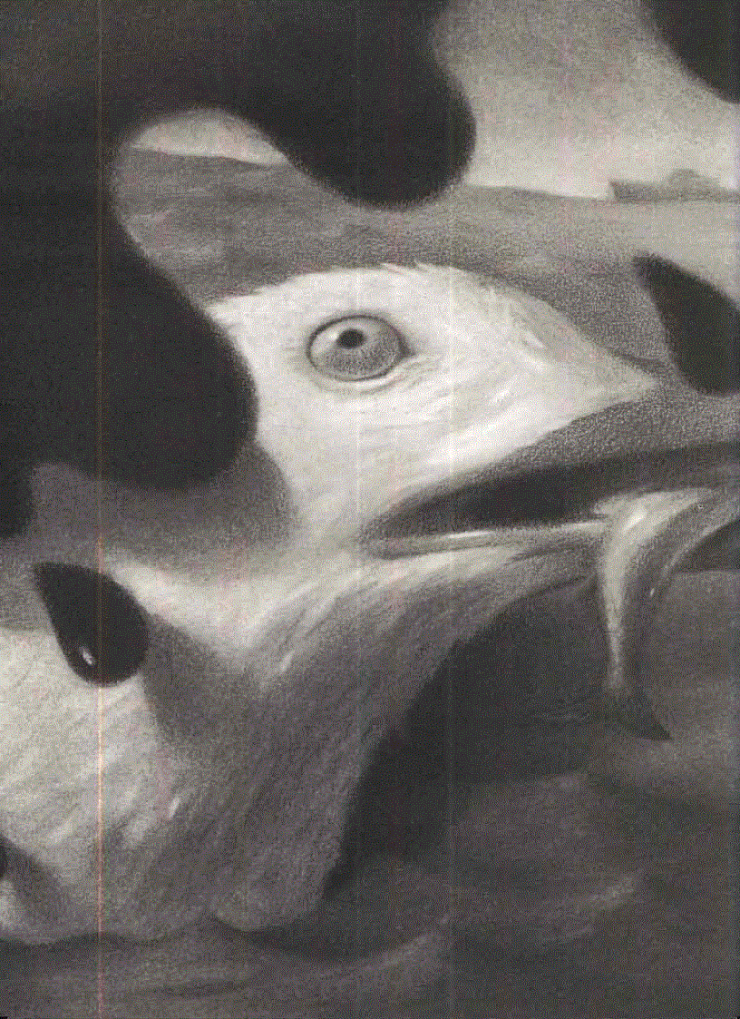 image for page Ebook The Story of a Seagull and the Cat Who Taught Her To Fly Luis Sepulveda