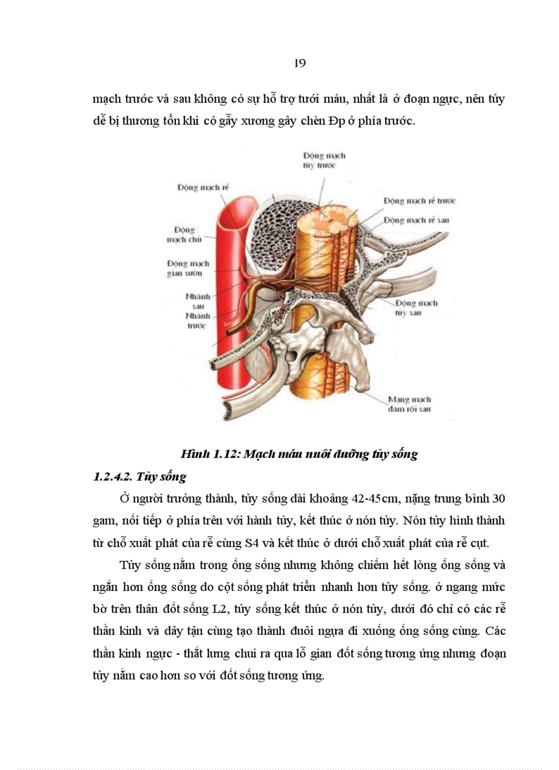 image for page Nghiên cứu triệu chứng lâm sàng cận lâm sàng và kết quả điều trị phẫu thuật chấn thương cột sống bản lề Ngực Thắt lưng có tổn thương thần kinh