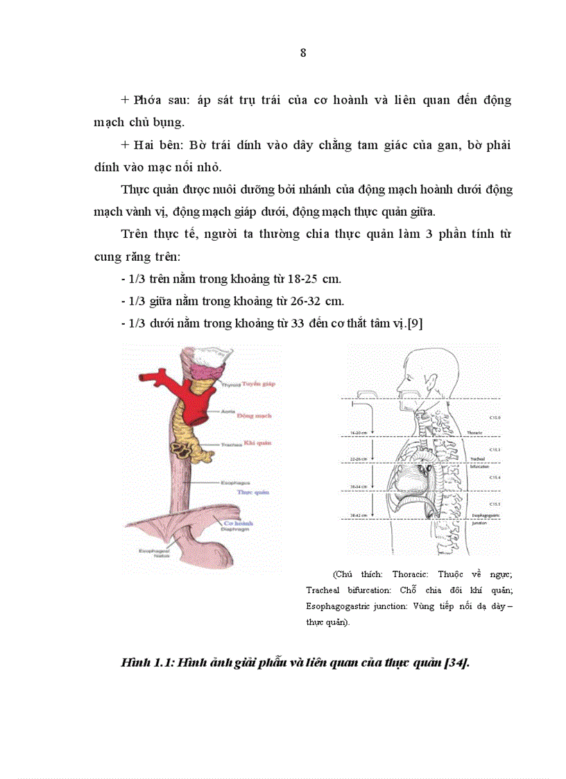image for page Nghiên cứu đặc điểm lâm sàng và mô bệnh học ung thư biểu mô thực quản 1