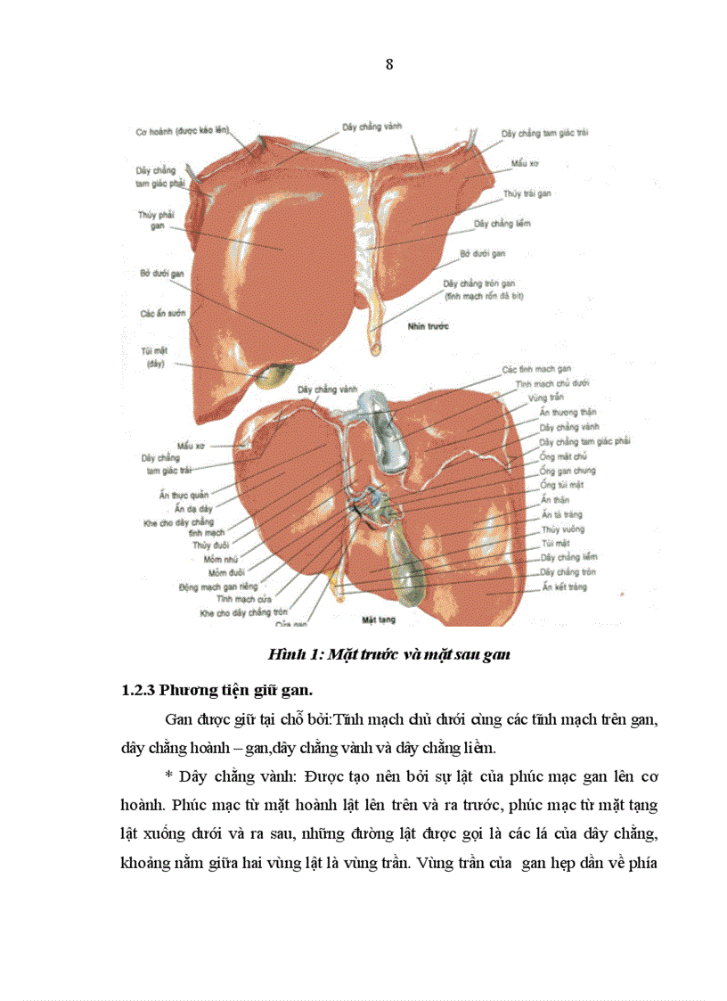 image for page Đánh giá kết quả phẫu thuật của chấn thương và vết thương gan tại Bệnh viện Hữu Nghị Việt Đức