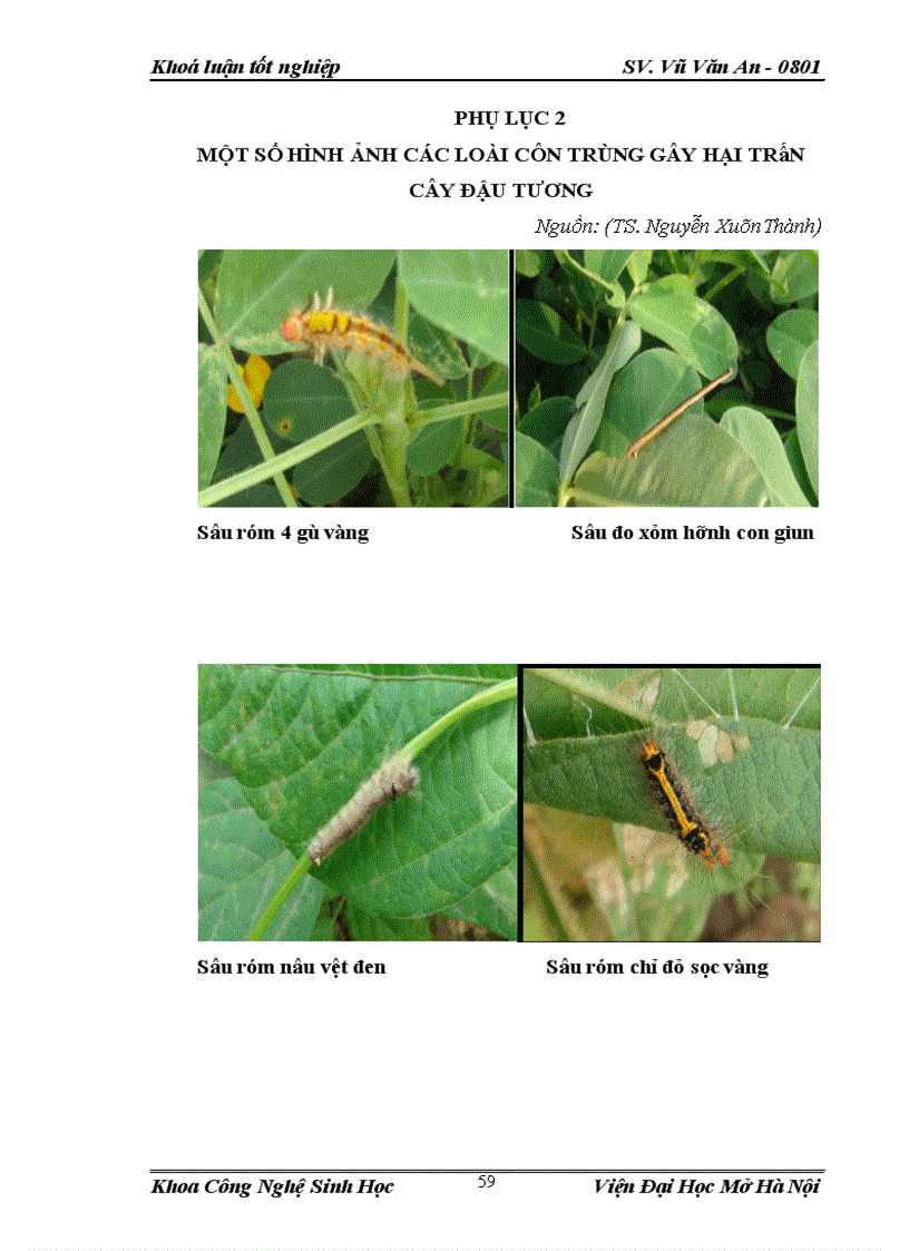 image for page Điều tra nghiên cứu sự đa dạng về thành phần loài côn trùng và đặc điểm sinh học sinh thái của loài sâu róm 4 gù 2 vàng 2 vệt đen Orgyia sp trên cây lạc tại vùng ngoại thành Hà Nội vụ Xuân Hè 2012