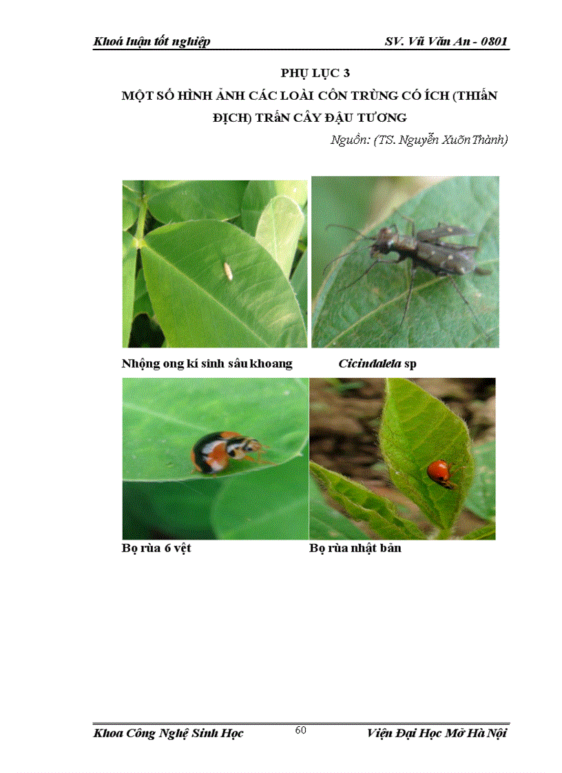 image for page Điều tra nghiên cứu sự đa dạng về thành phần loài côn trùng và đặc điểm sinh học sinh thái của loài sâu róm 4 gù 2 vàng 2 vệt đen Orgyia sp trên cây lạc tại vùng ngoại thành Hà Nội vụ Xuân Hè 2012