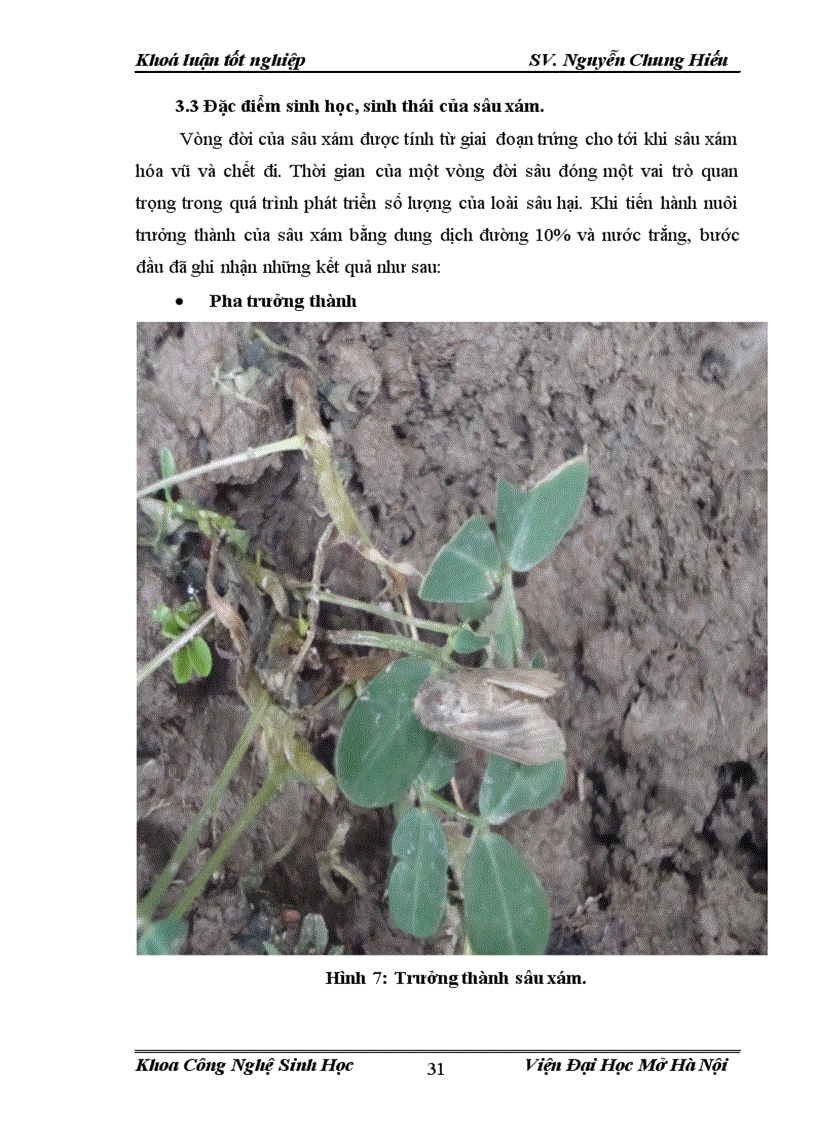 image for page Điều tra nghiên cứu sự đa dạng về thành phần loài côn trùng và đặc điểm sinh học sinh thái của sâu xám Agrotis ypsilon Trên cây lạc tại vùng ngoại thành Hà Nội vụ Xuân Hè 2012