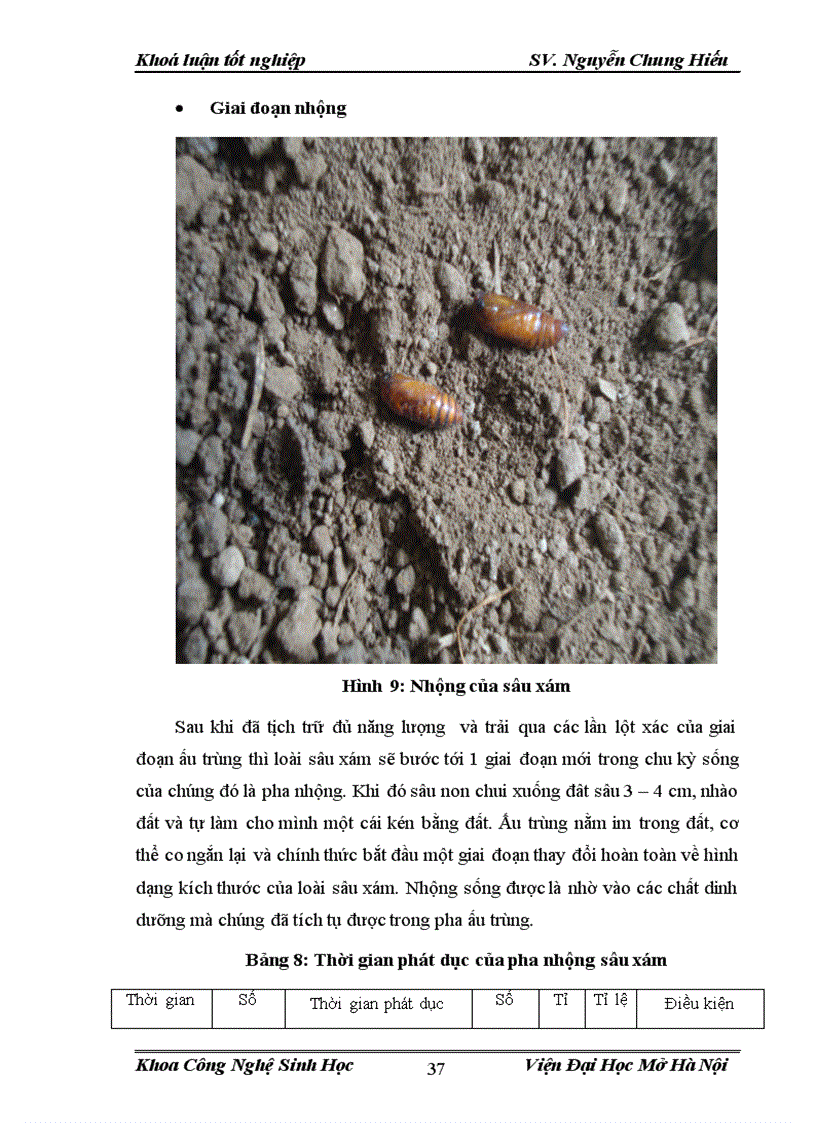 image for page Điều tra nghiên cứu sự đa dạng về thành phần loài côn trùng và đặc điểm sinh học sinh thái của sâu xám Agrotis ypsilon Trên cây lạc tại vùng ngoại thành Hà Nội vụ Xuân Hè 2012