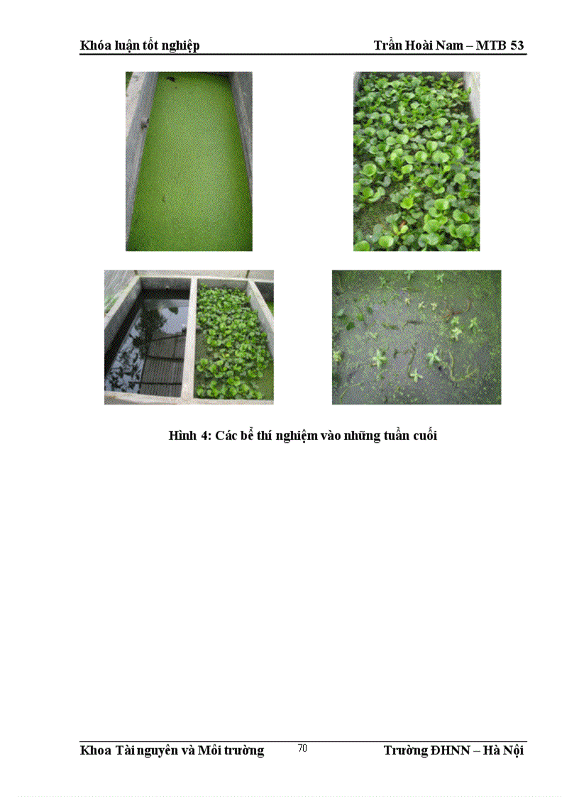 image for page Nghiên cứu khả năng xử lý nước thải nhà vệ sinh tự hoại của một số loài thực vật thủy sinh tại Việt Nam 1