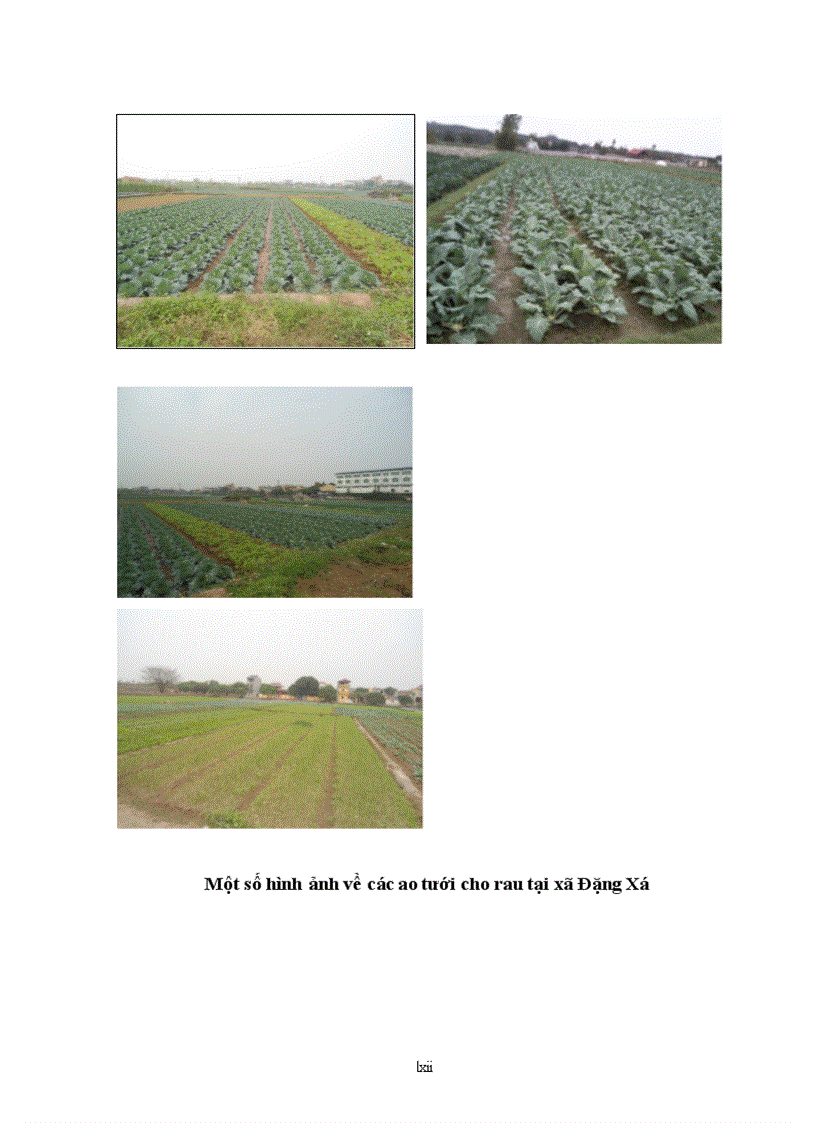 image for page Đánh giá chất lượng nước sử dụng trong sản xuất rau vụ đông xuân tại xã Đặng Xá Gia Lâm Hà Nội