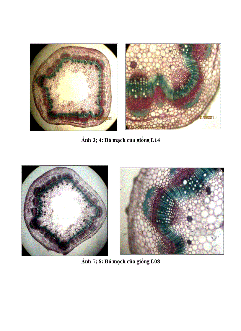 image for page So sánh một số dòng giống lạc trong điều kiện vụ Hè Thu năm 2011 trên đất Gia Lâm Hà Nội