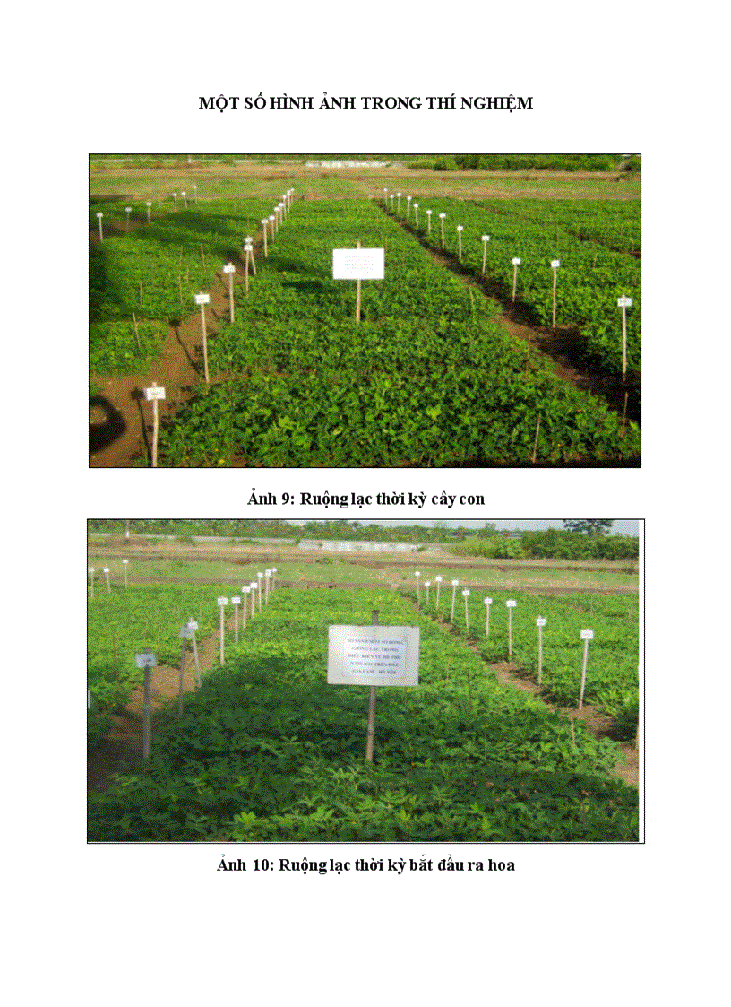 image for page So sánh một số dòng giống lạc trong điều kiện vụ Hè Thu năm 2011 trên đất Gia Lâm Hà Nội