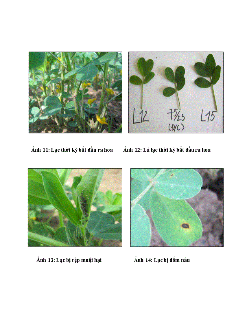 image for page So sánh một số dòng giống lạc trong điều kiện vụ Hè Thu năm 2011 trên đất Gia Lâm Hà Nội