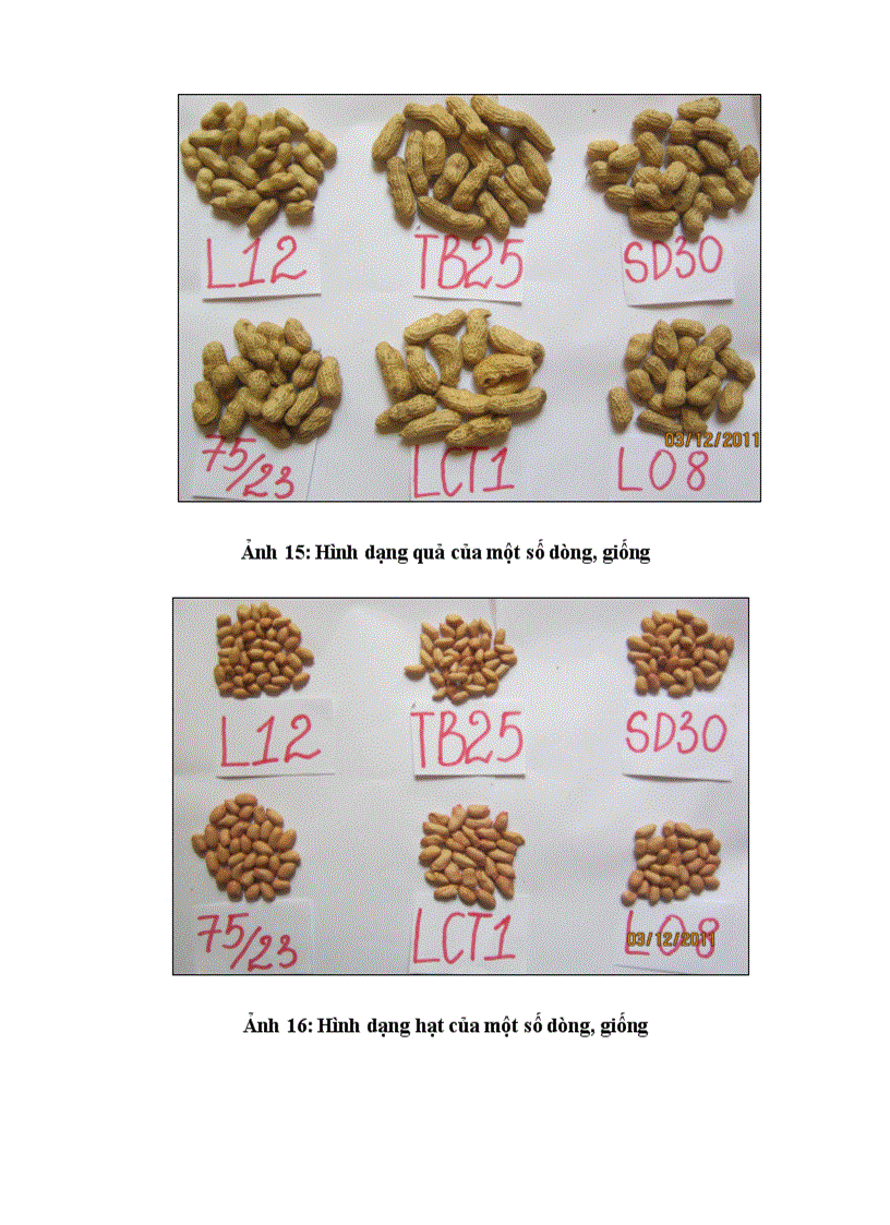 image for page So sánh một số dòng giống lạc trong điều kiện vụ Hè Thu năm 2011 trên đất Gia Lâm Hà Nội