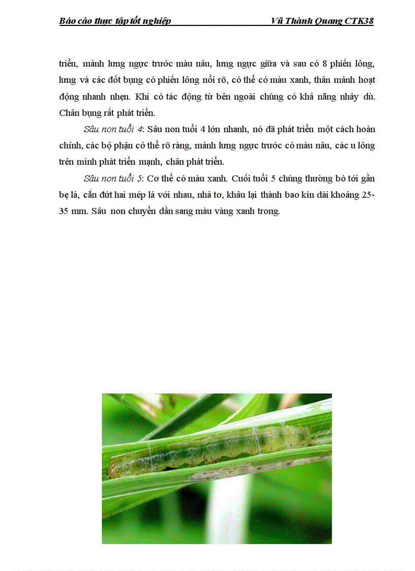 image for page Điều tra diễn biến một số sâu chính hại lúa và khảo sát hiệu lực của một số thuốc phòng trừ sâu chính trên lúa mùa 2011 tại xã Tân Viên huyện An Lão thành phố Hải Phòng