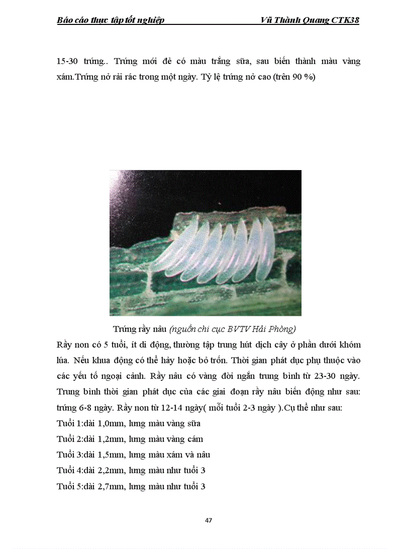 image for page Điều tra diễn biến một số sâu chính hại lúa và khảo sát hiệu lực của một số thuốc phòng trừ sâu chính trên lúa mùa 2011 tại xã Tân Viên huyện An Lão thành phố Hải Phòng