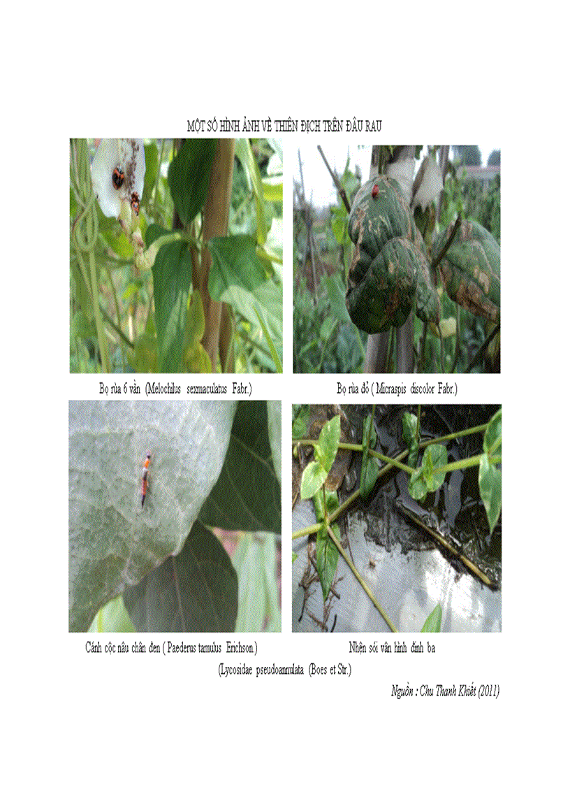 image for page Nghiên cứu sự phát sinh gây hại của sâu miệng nhai thuộc Bộ cánh vẩy Lepidoptera hại đậu rau vụ Xuân Hè 2011 tại Gia Lâm Hà Nội