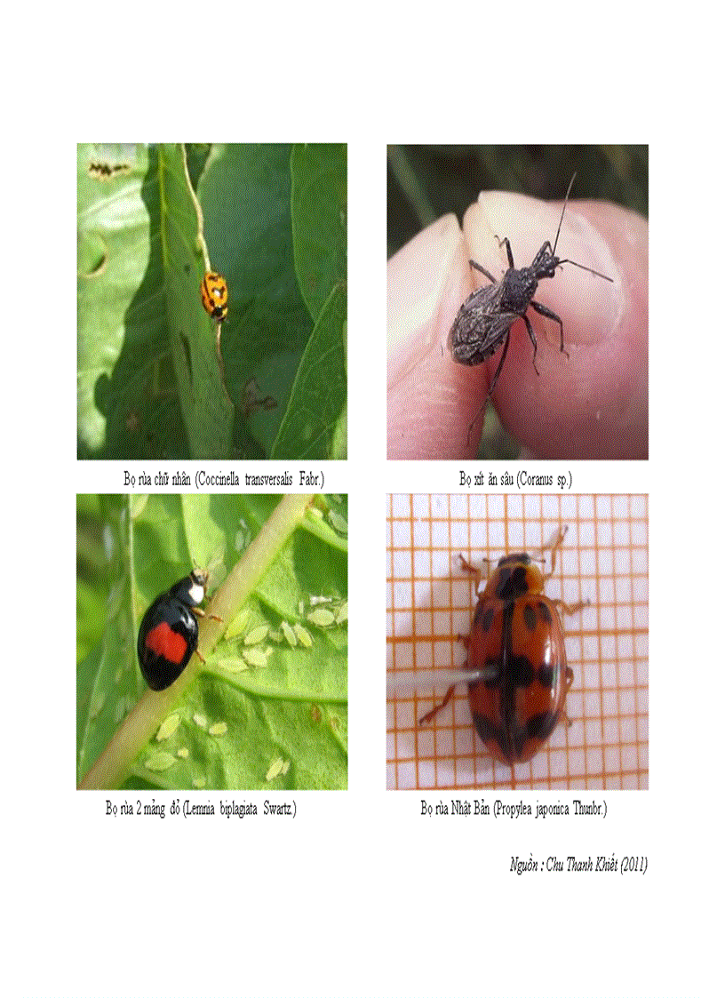 image for page Nghiên cứu sự phát sinh gây hại của sâu miệng nhai thuộc Bộ cánh vẩy Lepidoptera hại đậu rau vụ Xuân Hè 2011 tại Gia Lâm Hà Nội