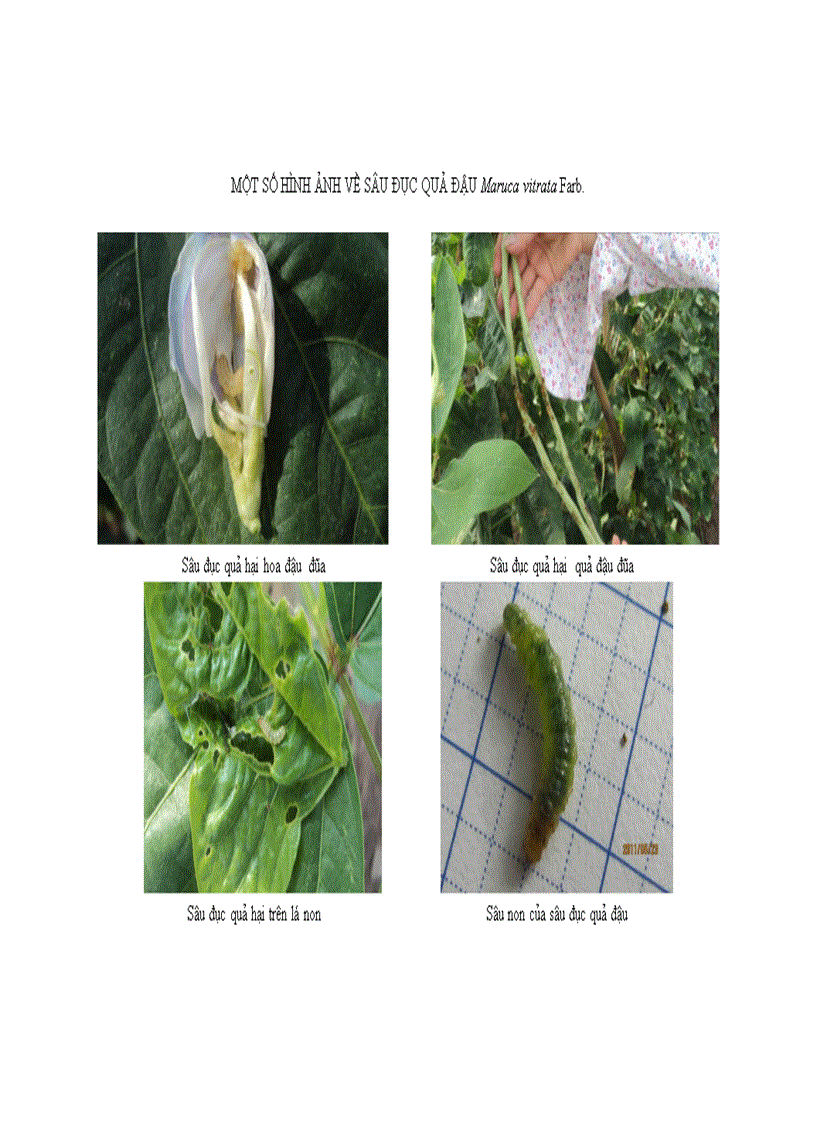 image for page Nghiên cứu sự phát sinh gây hại của sâu miệng nhai thuộc Bộ cánh vẩy Lepidoptera hại đậu rau vụ Xuân Hè 2011 tại Gia Lâm Hà Nội