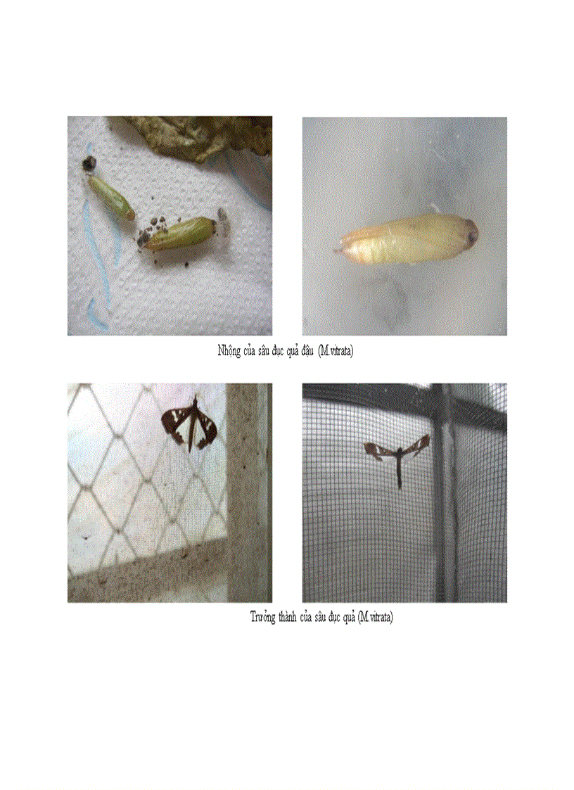 image for page Nghiên cứu sự phát sinh gây hại của sâu miệng nhai thuộc Bộ cánh vẩy Lepidoptera hại đậu rau vụ Xuân Hè 2011 tại Gia Lâm Hà Nội