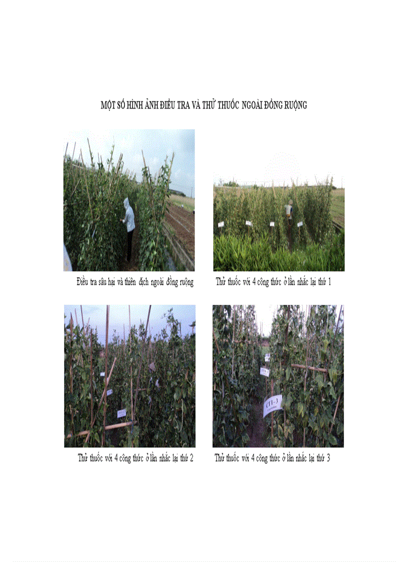 image for page Nghiên cứu sự phát sinh gây hại của sâu miệng nhai thuộc Bộ cánh vẩy Lepidoptera hại đậu rau vụ Xuân Hè 2011 tại Gia Lâm Hà Nội