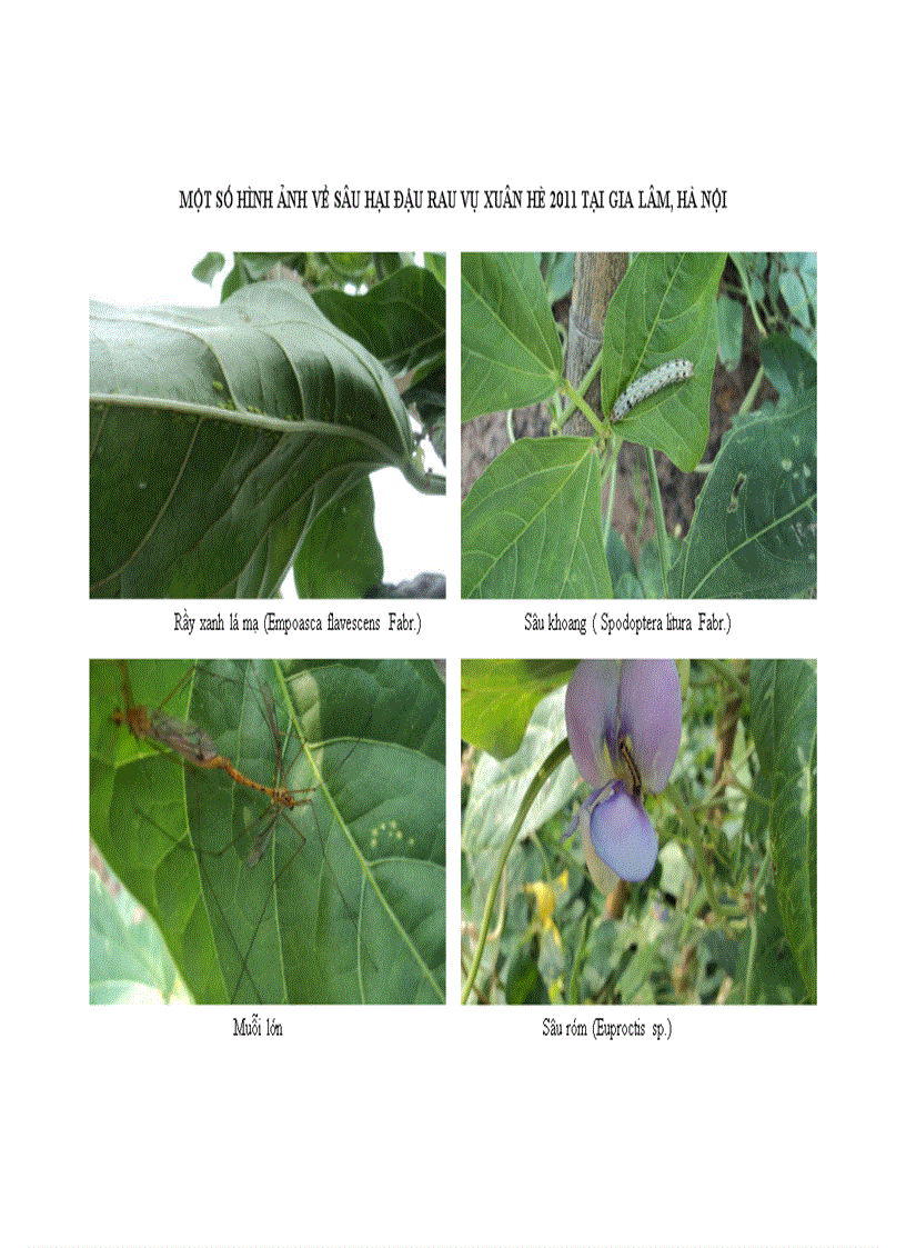 image for page Nghiên cứu sự phát sinh gây hại của sâu miệng nhai thuộc Bộ cánh vẩy Lepidoptera hại đậu rau vụ Xuân Hè 2011 tại Gia Lâm Hà Nội