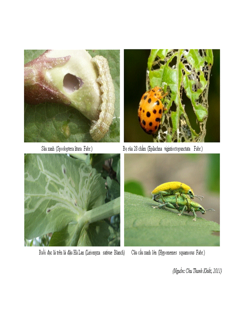 image for page Nghiên cứu sự phát sinh gây hại của sâu miệng nhai thuộc Bộ cánh vẩy Lepidoptera hại đậu rau vụ Xuân Hè 2011 tại Gia Lâm Hà Nội