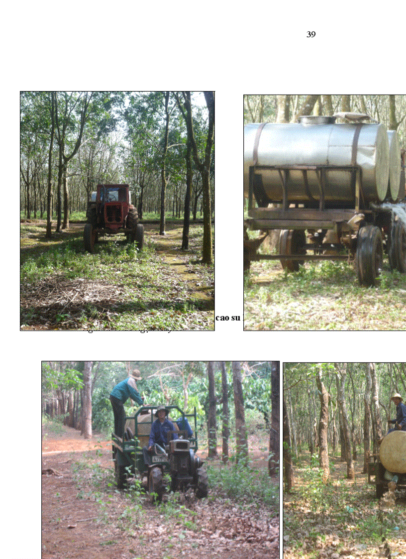 image for page Nghiên cứu những yếu tố hạn chế và một số biện pháp kỹ thuật khắc phục nhằm nâng cao năng suất mủ cao su tại tỉnh đắk lắk