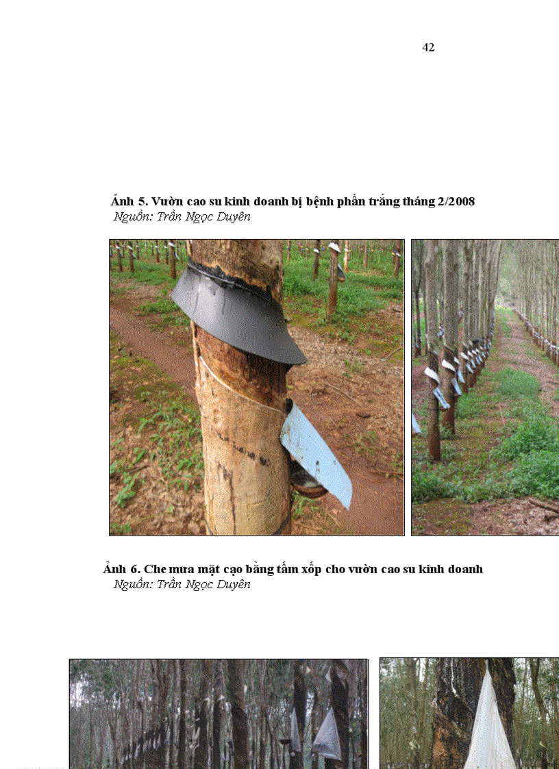 image for page Nghiên cứu những yếu tố hạn chế và một số biện pháp kỹ thuật khắc phục nhằm nâng cao năng suất mủ cao su tại tỉnh đắk lắk