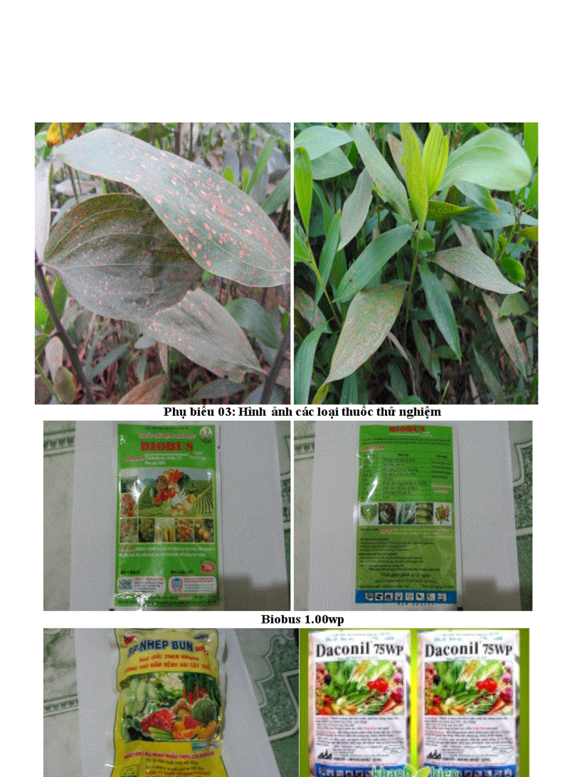 image for page Thử nghiệm hiệu lực một số loại thuốc hóa học trong việc phòng trừ bệnh đốm nâu lá cây Keo tai tượng Acacia mangium wild ở vườn ươm tại vườn ươm Trường Đại Học Nông Lâm Thái Nguyên
