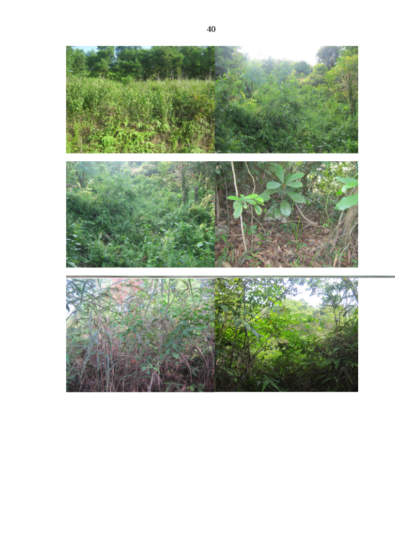 image for page Nghiên cứu đặc điểm của đất và vật rơi rụng ở các trạng thái đất trống xã cao kỳ huyện chợ mới tỉnh bắc kạn 3