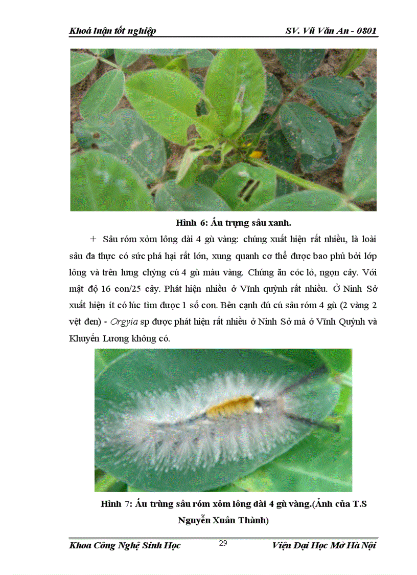 image for page Điều tra nghiên cứu sự đa dạng về thành phần loài côn trùng và đặc điểm sinh học sinh thái của loài sâu róm 4 gù 2 vàng 2 vệt đen Orgyia sp trên cây lạc tại vùng ngoại thành Hà Nội vụ Xuân Hè 2012 1