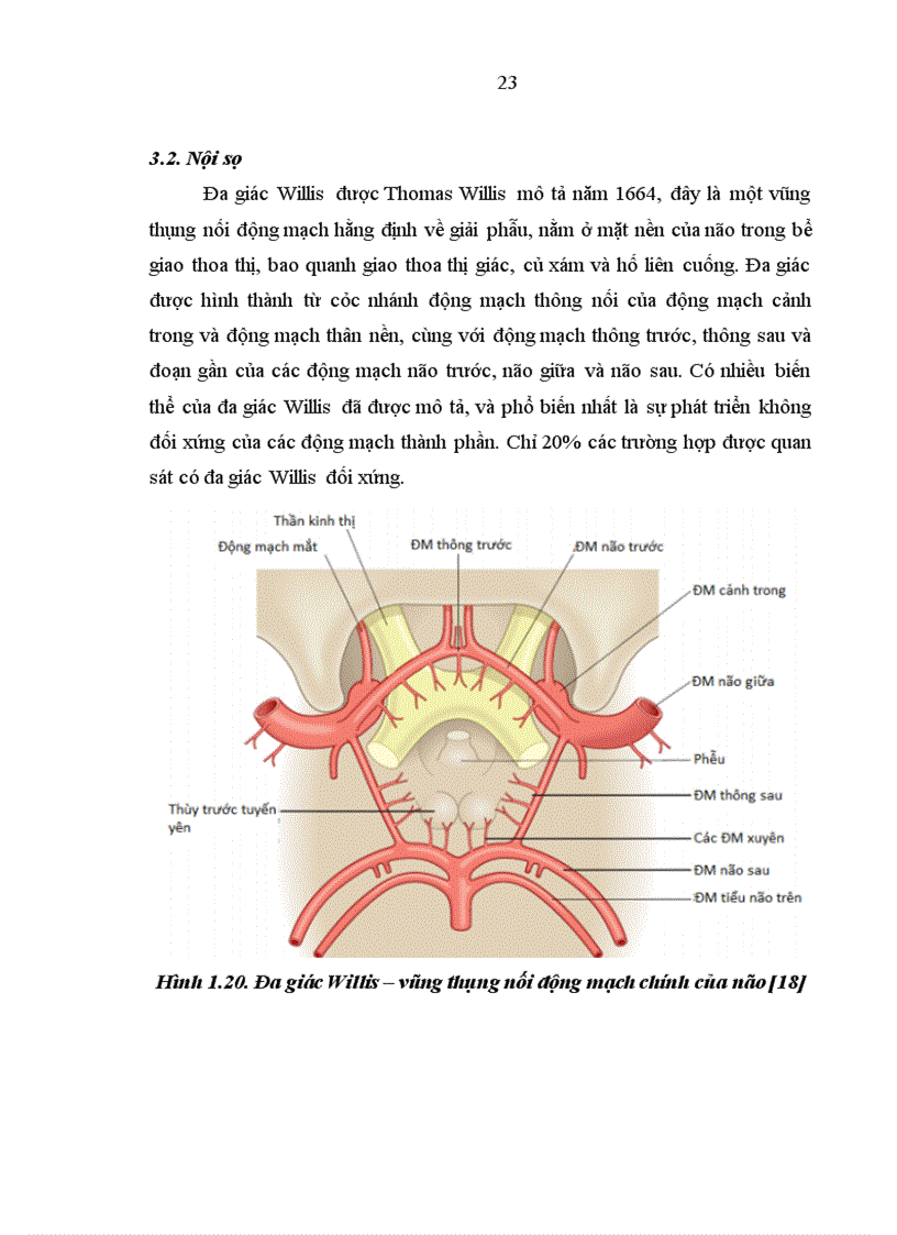 image for page Trình bày những hiểu biết về giải phẫu và sinh lý tưới máu não