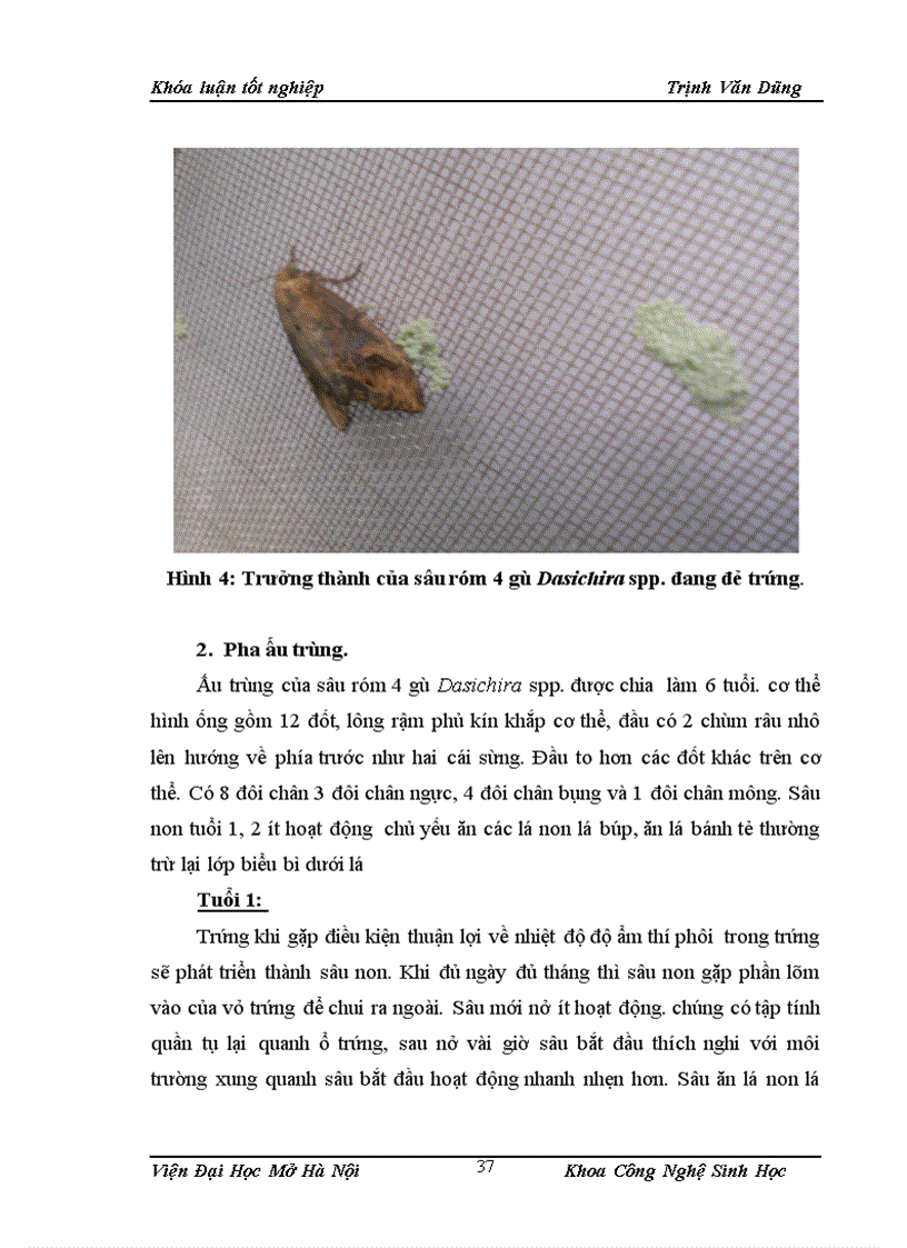 image for page Điều tra thành phần sự đa dạng sinh học của các loài côn trùng gây hại và thiên địch của chúng trên cây đậu tương và nghiên cứu các đặc điểm hình thái sinh học sinh thái của loài sâu róm 4 gù Dasichira spp