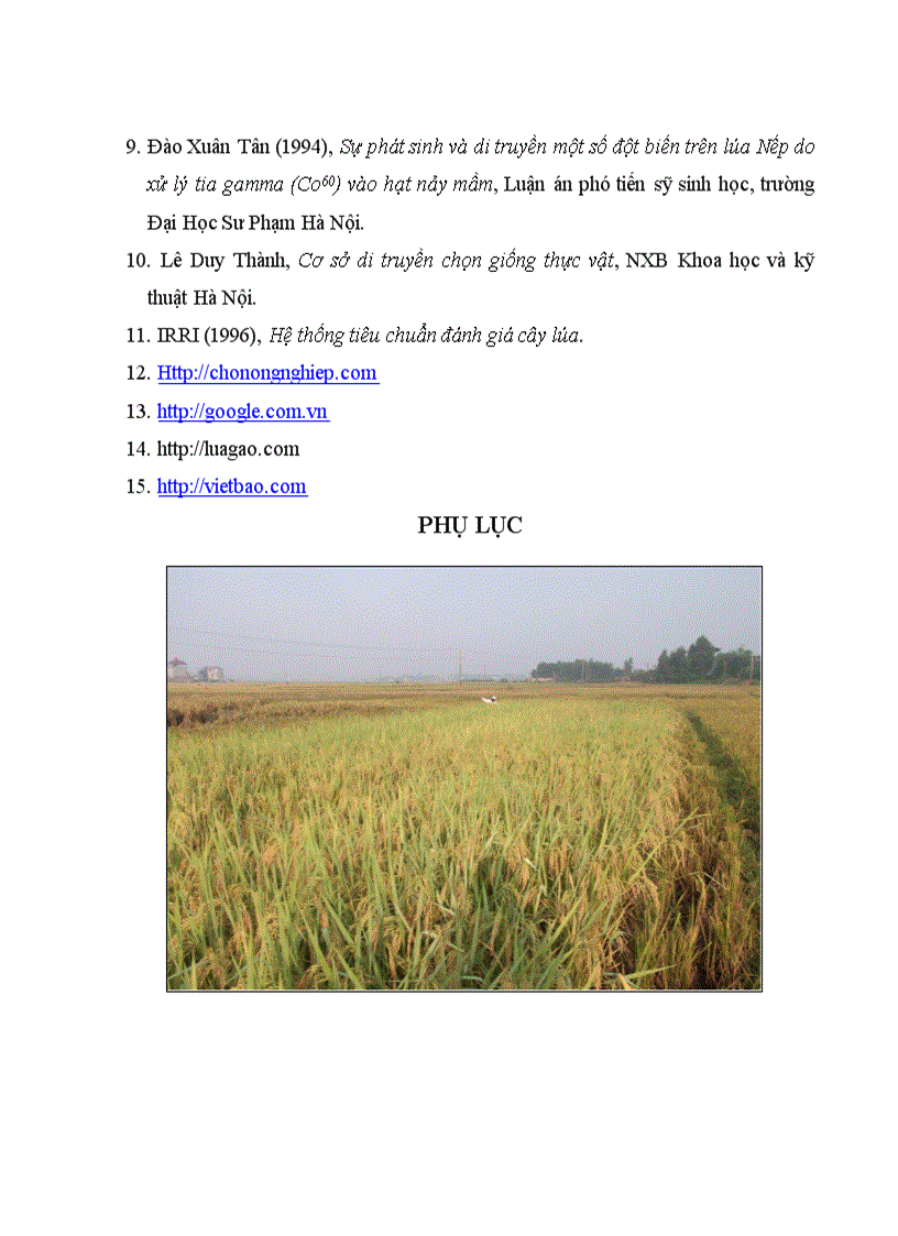 image for page Nghiên cứu đặc điểm nông sinh học và giá trị chọn giống của một số dòng đột biến được tạo ra từ việc xử lý đột biến một số giống lúa đặc sản ở thế hệ thứ 5 1