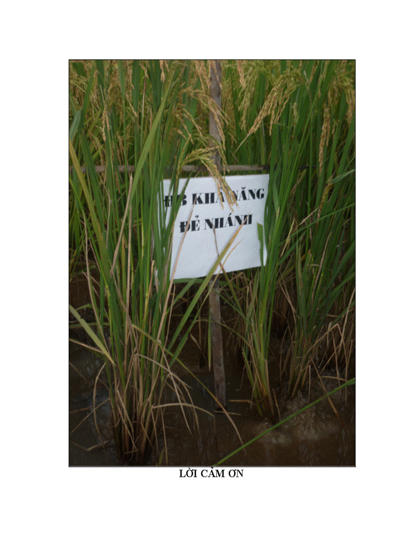 image for page Nghiên cứu đặc điểm nông sinh học và giá trị chọn giống của một số dòng đột biến được tạo ra từ việc xử lý đột biến một số giống lúa đặc sản ở thế hệ thứ 5 1