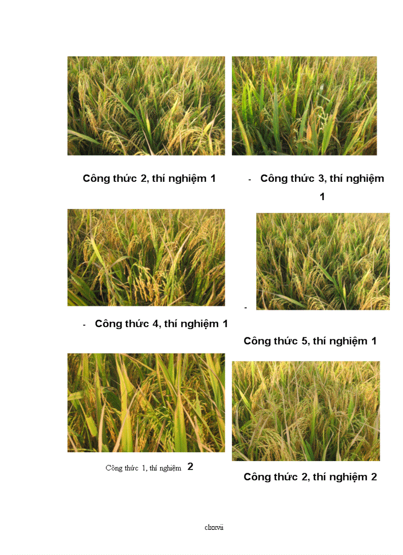 image for page Nghiên cứu ảnh hưởng của phương pháp bón phân viên nén đến sinh trưởng phát triển năng suất lúa pc6 vụ xuân tại huyện thạch hà hà tĩnh