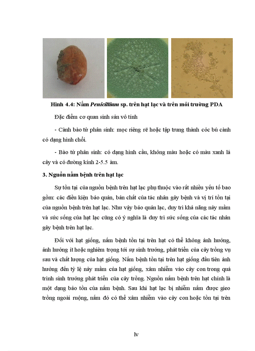 image for page Nghiên cứu sử dụng một số chế phẩm vi sinh và hóa chất để phòng chống bệnh hại chính do nấm gây ra trên nguyên liệu lạc trong kho bảo quản tại tỉnh Bắc Giang